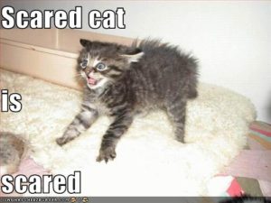 Scared cat is scared