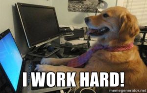 Dog at computer with the caption, I work hard