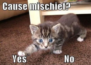 Meme with the question, Cause mischief? Showing kitten reaching toward the answer Yes, rather than no