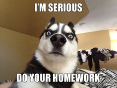 Photo of a concerned dog with the caption, I'm serious. Do your homework.
