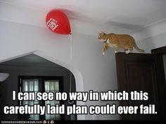 Cat meme with the caption, I can see no way in which this carefully laid plan could ever fail